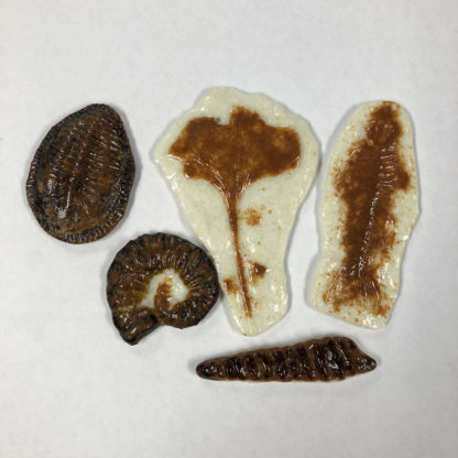 LF140 Fossil Mold - Image 2