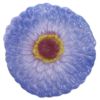 LF153 Zinnia Mold - Image 2