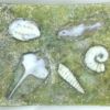LF140 Fossil Mold - Image 3