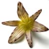 LF223 Lily Frit Cast Mold - Image 2