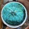 Rondel 3-D Sand Dollar Glass -72104T