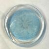 Rondel 3-D Sand Dollar Glass -72104A