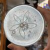 3-D Rondel Sand Dollar Glass -72104W - White