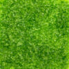 Oceanside 96 COE Frit - Moss Green Transparent #5262